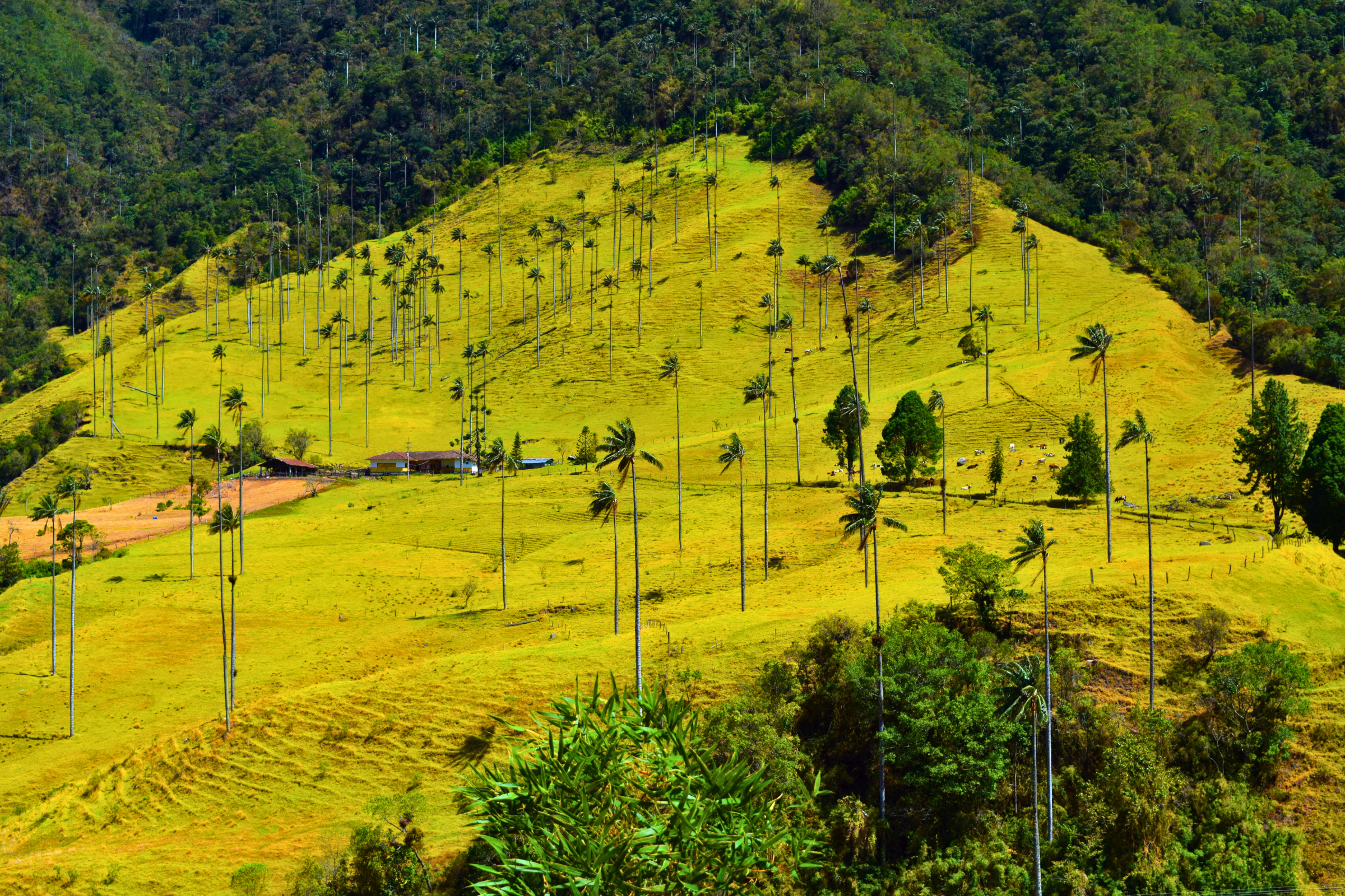 cocora valley national park (4).webp
